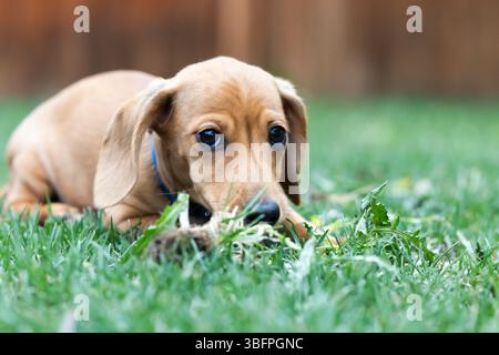 Chiot Teckel miniature jouant dans l'herbe Banque D'Images