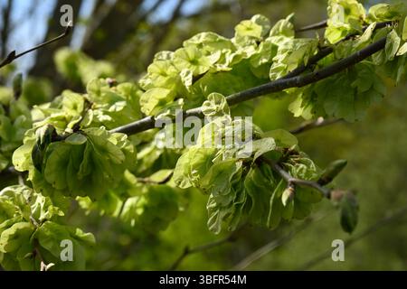Fruits frais verts de printemps ou graines d'orme wych ou écossais, Ulmus glabra ou Ulmus montana UK avril Banque D'Images