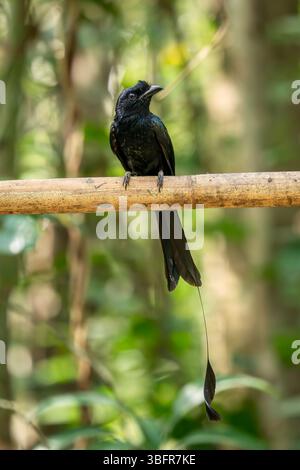 Plus grand Drongo à queue de raquette - Dicrurus paradiseus, oiseau perché noir emblématique des forêts et des bois d'Asie du Sud-est, Vietnam. Banque D'Images