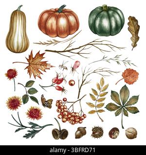 Aquarelle d'automne avec des citrouilles, des feuilles et des fleurs, ainsi que divers éléments végétaux. Illustrations aquarelles faites à la main. Isole sur un blanc Banque D'Images