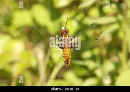 Femelle Chaser Dragonfly large corps - Libellula depressa Banque D'Images