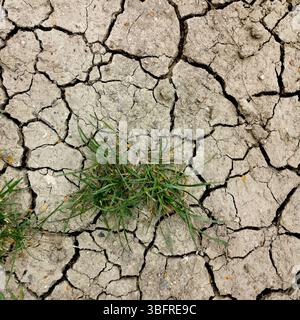 La terre fissurée séchée présente de profondes fissures, avec une touffe d'herbe verte émergeant au centre, mettant en valeur la résilience de la nature dans les conditions difficiles Banque D'Images