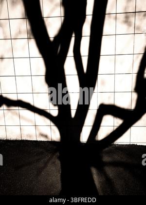 Les ombres complexes des branches d'arbres créent un design artistique sur une surface carrelée tandis que la lumière du soleil filtre à travers les feuilles Banque D'Images