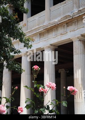 Rosier rose en pleine floraison devant des colonnes blanches, baigné de lumière du soleil. Feuilles vertes visibles sur le côté. Détail de jardin romantique. Banque D'Images