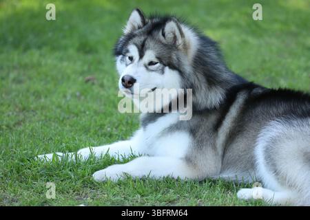 Magnifique Malamute d'alaska en plein air. Chien sur l'herbe verte Banque D'Images
