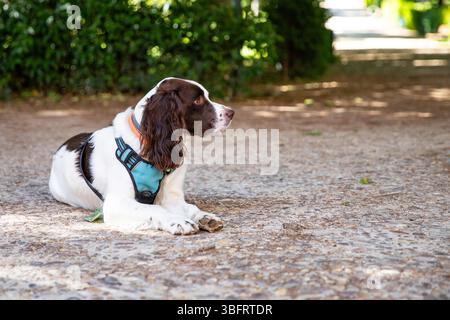 Anglais Springer Spaniel détente dans un parc, à côté d'une publicité Banque D'Images