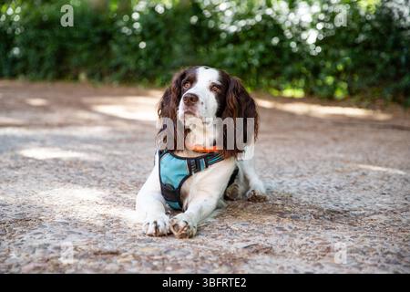 Adorable chiot anglais Springer Spaniel Banque D'Images