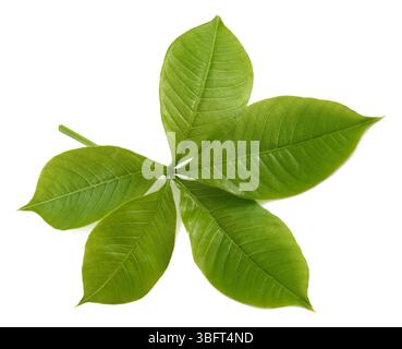 Branche de baobab avec feuilles isolées sur blanc Banque D'Images