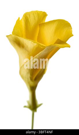Fleur de laurier jaune isolée sur blanc Banque D'Images