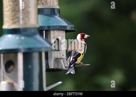Goldfinch (Carduelis Carduelis) sur une mangeoire, Mid Wales UK Banque D'Images