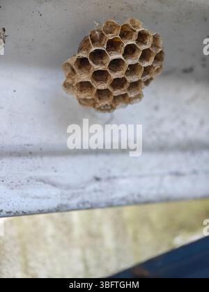 Un petit nid de guêpes avec des cellules hexagonales, éclairé par la lumière de l'après-midi. Le nid de guêpes représente une construction naturelle des guêpes. Banque D'Images