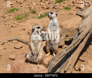 L'observation et la garde des suricates dans le safari Banque D'Images