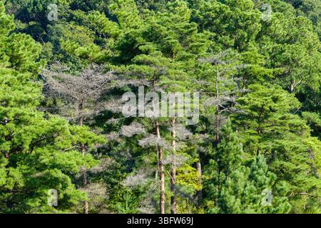 Dense Pine Tree Woodland sur Mountain Slope Banque D'Images