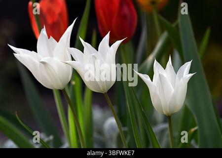 Trois élégantes fleurs blanches de tulipe fleurissent au milieu d'un feuillage rouge et vert éclatant Banque D'Images