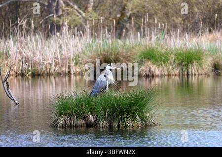 Héron gris dans la réserve naturelle de Schwenninger Moos Banque D'Images