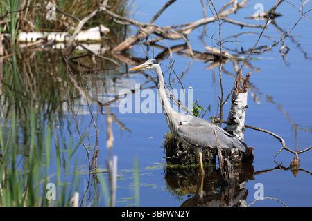 Héron gris dans la réserve naturelle de Schwenninger Moos Banque D'Images