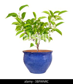 Baie de kiwi comme plante en pot avec fleurs et fructification Banque D'Images
