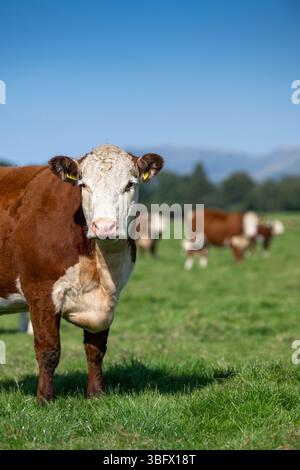 Le bétail de Hereford paissant sur un pâturage des hautes terres dans le Cumbria, Royaume-Uni. Banque D'Images