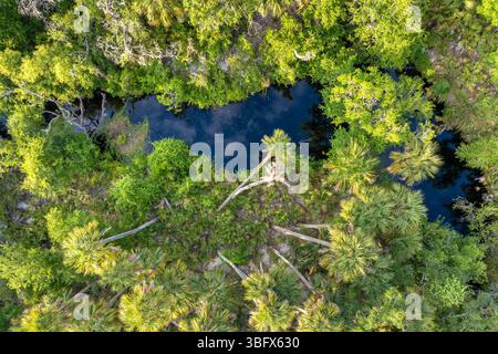 Jungles tropicales avec rivière d'eau douce entre les palmiers verts et la végétation sauvage dans le sud de la Floride. Vue en angle élevé de la forêt tropicale dense Banque D'Images