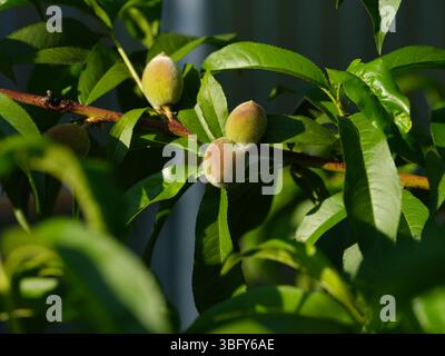 Pêches non mûres poussant sur une branche de pêcher. Gros plan Banque D'Images