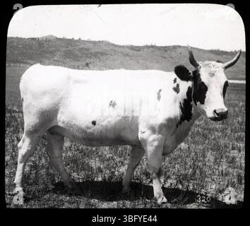 Cette image représente une génisse Ayrshire qui paissait sur un pâturage des contreforts, capturée dans une lanterne magique noire et blanche. La lame est en bon état, avec des fissures et de la saleté emprisonnées entre les morceaux de verre. La photographie originale remonte probablement à un cadre agricole du début du XXe siècle. Banque D'Images