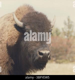 Photographies représentant des buffles dans leurs habitats au zoo de Columbus. Ces buffles sont présentés dans différents contextes, mettant en évidence leurs comportements naturels et leurs interactions avec l’environnement. Banque D'Images