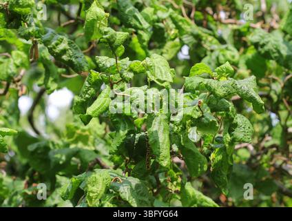 Gros plan sur le noisetier Corylus avellana 'Contorta'. Banque D'Images