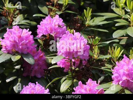 Un gros plan des belles fleurs violettes du Rhododendron Banque D'Images