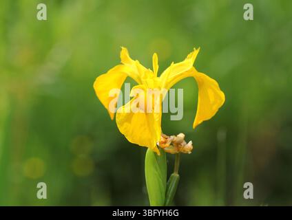 Un gros plan de l'Iris drapeau jaune, Iris pseudacorus, floraison en juin. ROYAUME-UNI. Banque D'Images