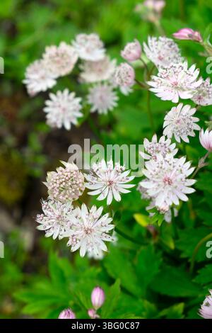 Vue verticale de dessus de fleurs astrantia blanches et roses (gentleman mélancolique) en fleurs dans le jardin de juin Carmarthenshire Wales UK 2025 KATHY DEWITT Banque D'Images