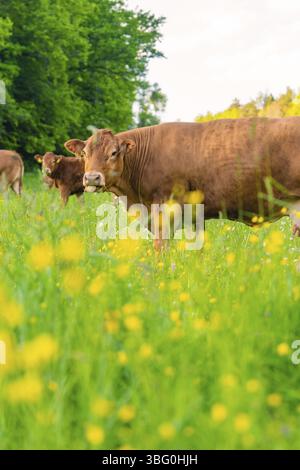 Vaches qui paissent sur une prairie en fleurs, entourées d'arbres et de fleurs, Gechingen, district de Calw, Allemagne, Europe Banque D'Images