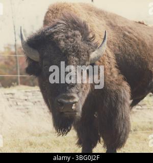 Photographies de buffles au zoo de Columbus, capturées dans divers enclos extérieurs. Ces images offrent un aperçu de la vie de ces animaux emblématiques au zoo. Banque D'Images