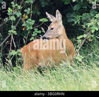 Une Doe Roe Deer (Capreolus capreolus) dans les Cotswold Hills Gloucestershire UK Banque D'Images