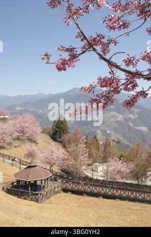 Ferme de Cingjing avec des fleurs de cerisier de printemps dans le comté de Nantou, Taiwan, Asie Banque D'Images