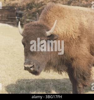 Photographies de buffles au zoo de Columbus, mettant en valeur ces grands animaux dans leur habitat zoologique. Ces images capturent le buffle dans diverses poses et environnements au sein du zoo. Banque D'Images