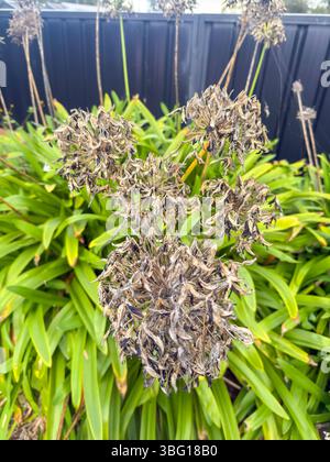 Photographie de têtes de fleurs mortes et sèches sur des plantes Agapanthus vertes et vibrantes le long d'une ligne de clôture dans un petit jardin dans un parking de banlieue. Banque D'Images
