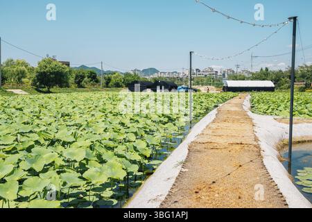 Les feuilles de lotus au terrain Wangsong Lake Park à Uiwang, Corée Banque D'Images