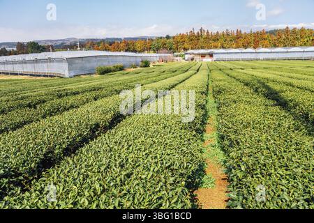 Champ de thé vert dans l'île de Jéju, en Corée Banque D'Images
