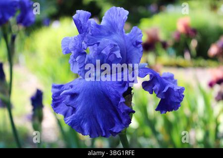 Violet vibrant Iris in Bloom – photographie de jardin en gros plan Banque D'Images
