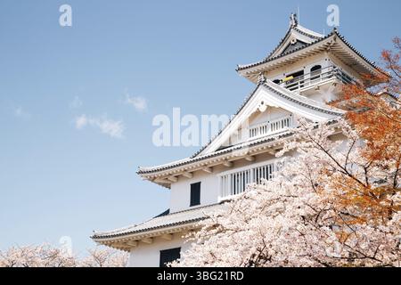 Château de Nagahama avec des cerisiers en fleurs à Shiga, Japon, Asie Banque D'Images