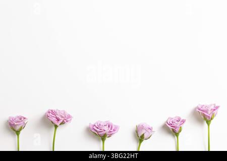 Rose rose rose rose fleurs sur fond blanc. Composition florale, plat, vue de dessus, espace de copie Banque D'Images