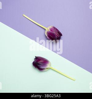 Fleurs de tulipe violettes sur fond bleu et violet. pose à plat, vue de dessus, espace de copie Banque D'Images