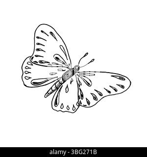 Illustration vectorielle de contour noir et blanc dessinée par papillon à la main. Insecte gracieux comme papillon monarque , Morpho ou dessin peint Lady line art pour Illustration de Vecteur