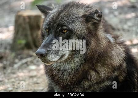 Le loup de la toundra d'Alaska, également connu sous le nom de loup gris (canis lupus tundrarum), au Yellow River Wildlife Sanctuary à Lilburn, en Géorgie, près d'Atlanta. Banque D'Images
