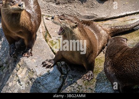 Loutres de rivière nord-américaines (Lontra canadensis) au refuge faunique de Yellow River à Lilburn, en Géorgie, juste à l'est d'Atlanta. (ÉTATS-UNIS) Banque D'Images