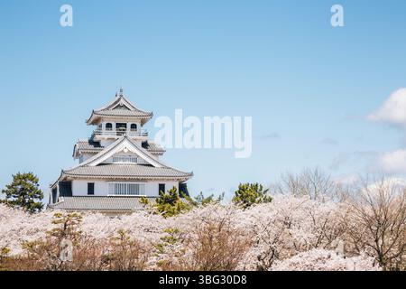 Château de Nagahama avec des cerisiers en fleurs à Shiga, Japon, Asie Banque D'Images