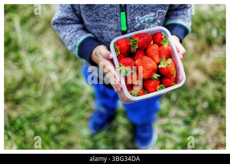 Gros plan des mains d'enfants tenant un récipient de fraises fraîchement cueillies dans l'herbe verte. Banque D'Images