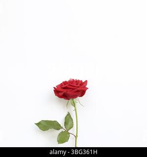 Fleur de rose rouge sur fond blanc. Composition florale, plat, vue de dessus, espace de copie Banque D'Images