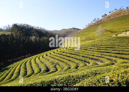 Boseong champ de thé vert en Corée Banque D'Images