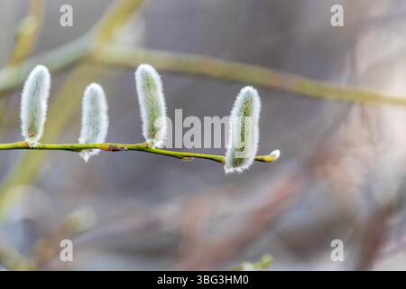 La nature se réveille au printemps. Brindilles de saule en fleurs et chatons de saule à fourrure, appelés phoques ou chats. Dimanche des palmiers. Saule houx, Salix caprea Banque D'Images